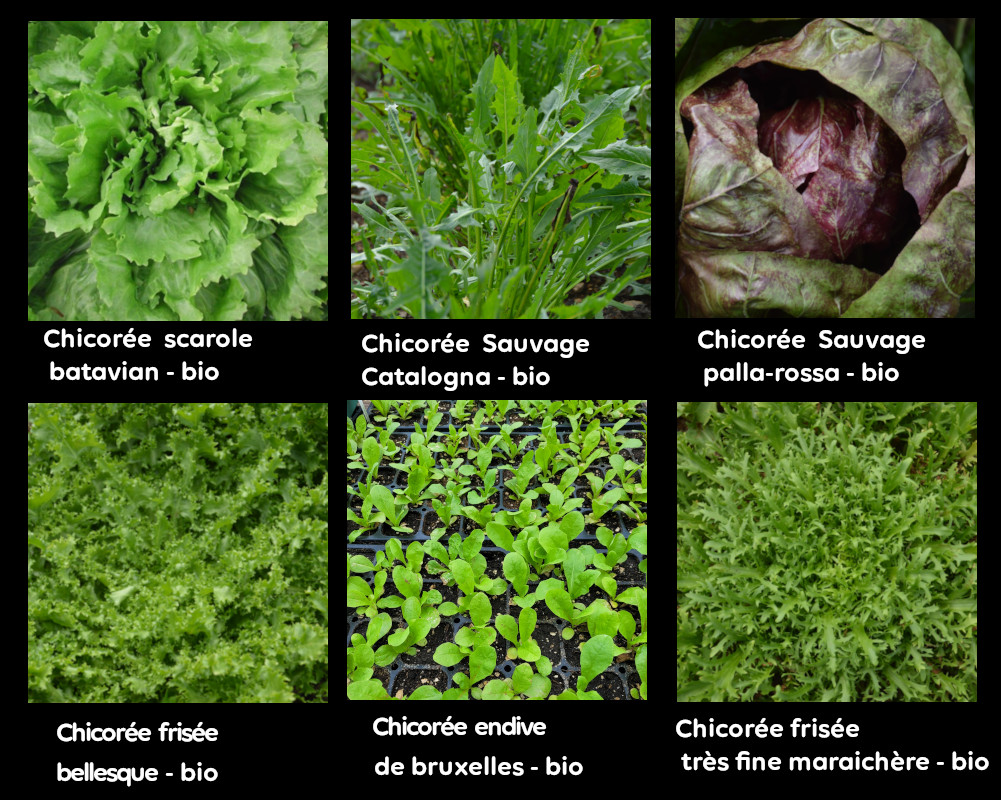 Jardin : la chicorée sauvage, une salade toute saison 