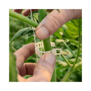 Attaches à tuteurage pour tomates et poivrons