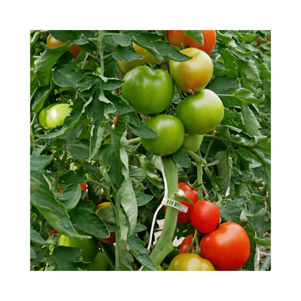 Attaches à tuteurage pour tomates et poivrons