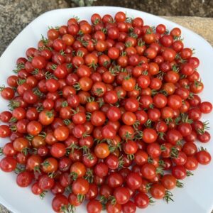 Tomate cerise Spoon