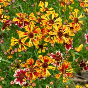 Coreopsis Incredible Sea Shells Mix