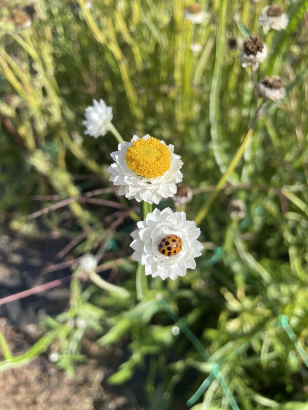 Immortelle ailée