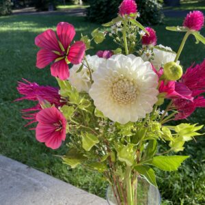 Malope Queen Pink