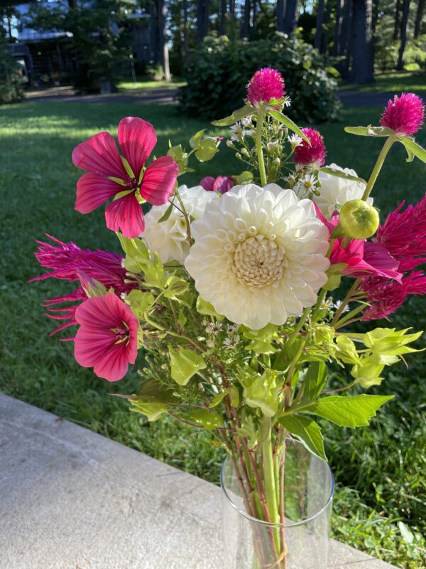 Malope Queen Pink