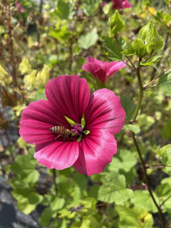 Malope Queen Pink