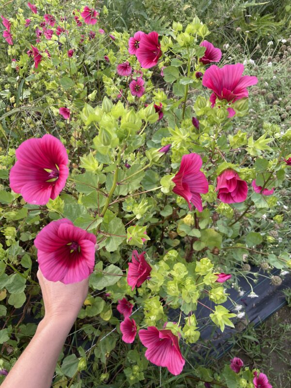 Malope Queen Pink