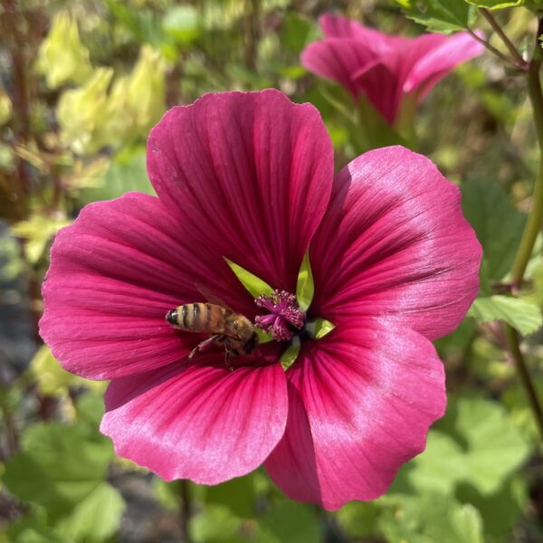 Malope Queen Pink