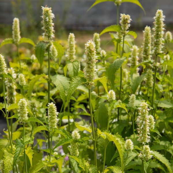 Agastache blanche - Bio