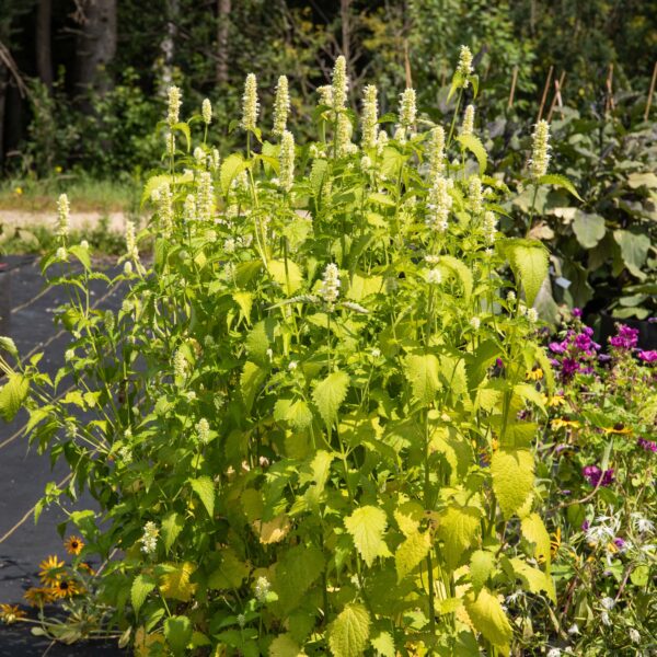 Agastache blanche - Bio