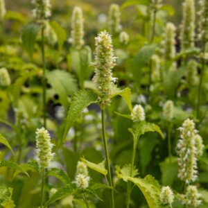 Agastache blanche - Bio