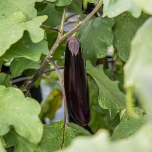 Aubergine Poamoho Dark Long - Bio