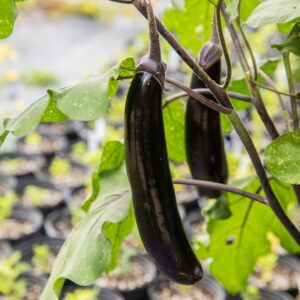 Aubergine Poamoho Dark Long - Bio