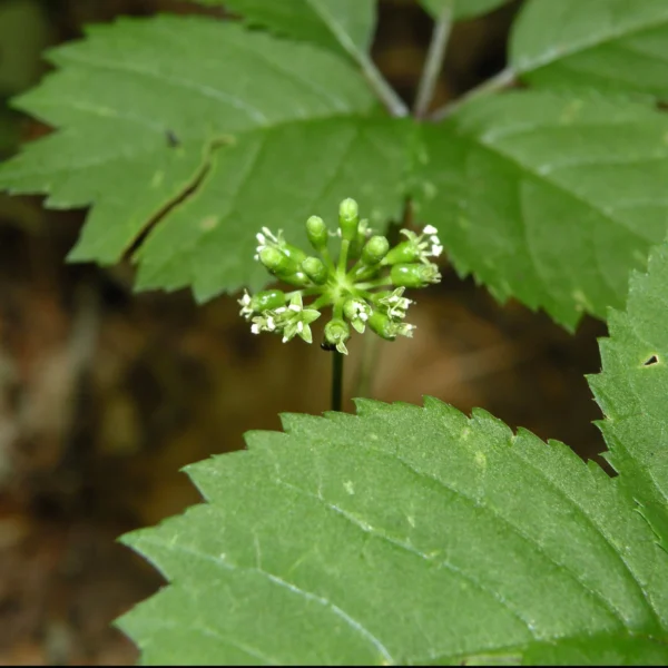 Ginseng à 5 folioles