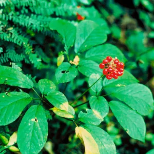 Ginseng à 5 folioles