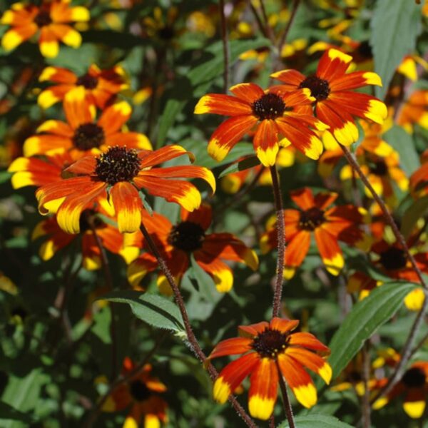 Rudbeckie Prairie Glow - Bio