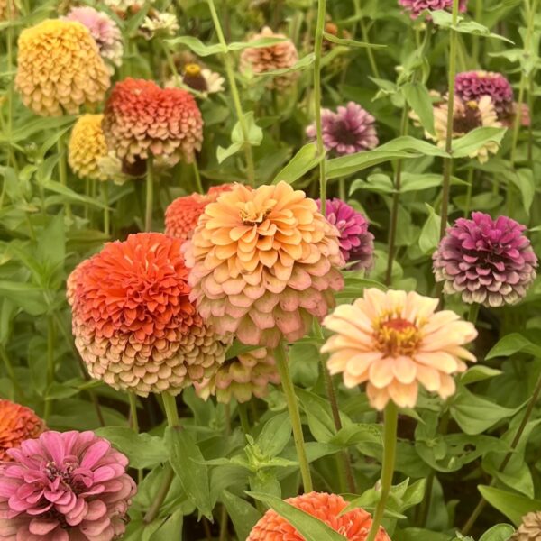 Zinnia Queeny Limes Party Mix - Bio