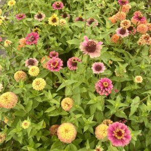 Zinnia Queeny Limes Party Mix - Bio